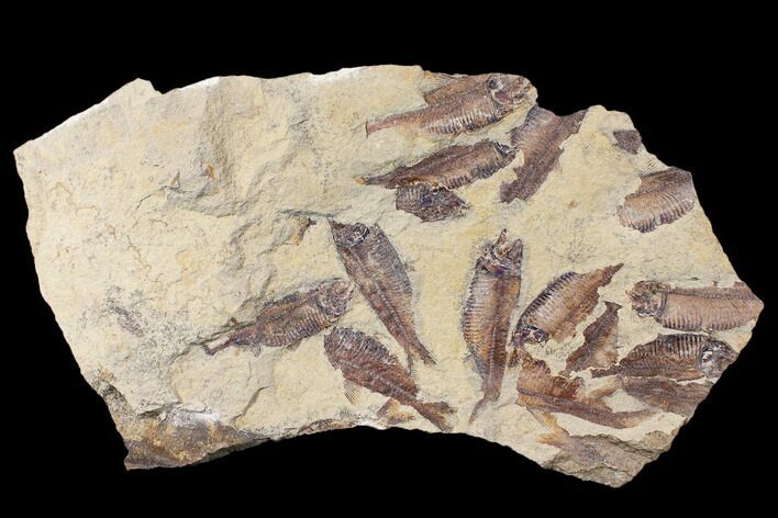 Fossil Fish (Gosiutichthys) Mortality Plate - Lake Gosiute #130019